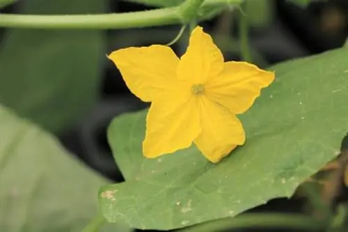 Cucumber blossom