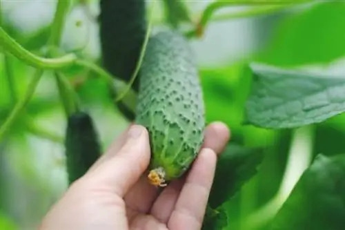 Hand tests whether cucumber is ripe