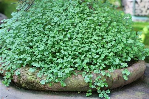 Bubikopf - pangangalaga at pagpapalaganap