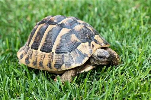 Nombres de tortugas: 473 nombres para tortugas