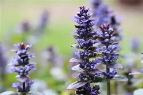 Gumagapang na baril (Ajuga reptans)