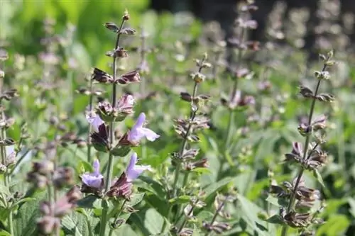 Шалфей (Salvia officinalis)