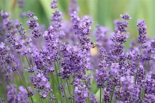 Lavanda (Lavandula angustifolia)