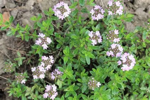 Lamiaceae, mint family - characteristics and examples