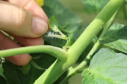 Maksimer tomatene