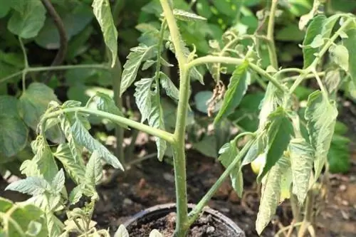 Jeune plant de tomate