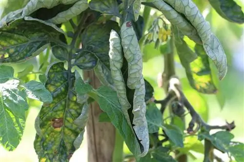 Folhas de tomate enroladas: o que fazer?