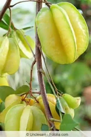 Starfruit plant