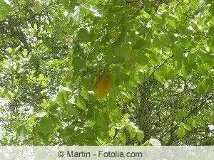 Carambola