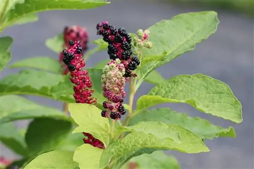 Pokeweed rostliny proti slimákům - péče o bobule