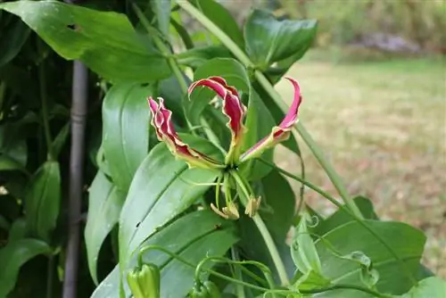 ลิลลี่ปีนเขาแอฟริกัน - มงกุฎแห่งเกียรติยศ - Gloriosa rothschildiana