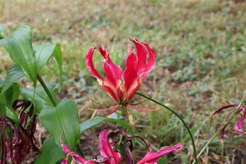 Giglio rampicante africano - Corona della fama - Gloriosa rothschildiana