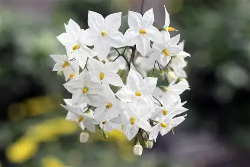 Jazmín trepador: cuidados del jazmín de verano, Solanum jasminoides