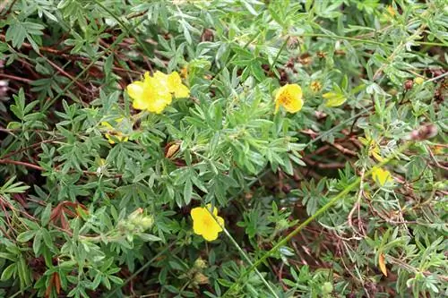 Θάμνος δακτύλου - Potentilla fruticosa