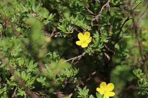 Arbusto de cinco dedos, Potentilla fruticosa - cuidado, corte e propagação