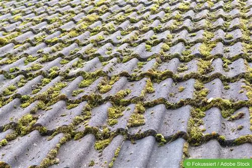 Rimuovi il muschio dal tetto, dalla terrazza e dal balcone