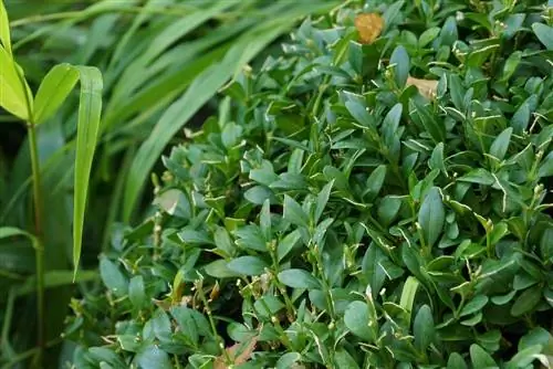 Boxwood rejuvenation cutting