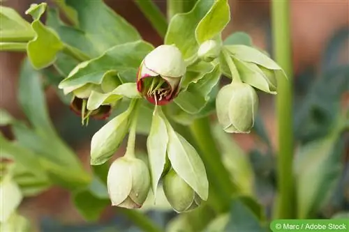 (Smelly) hellébore - soin, coupe, comme plante médicinale