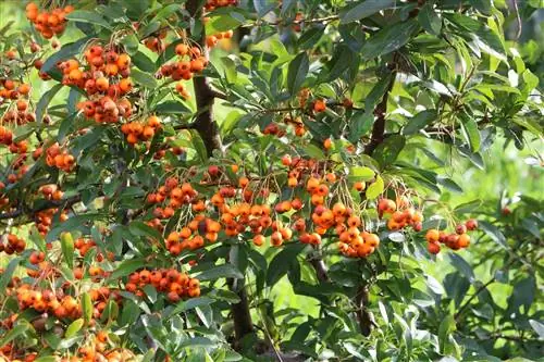 Couper des plants d'argousier - prendre soin du buisson d'argousier