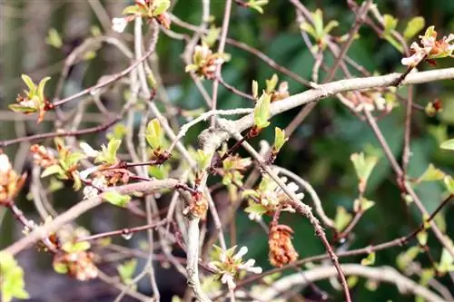 Bola de nieve perfumada - Viburnum farreri