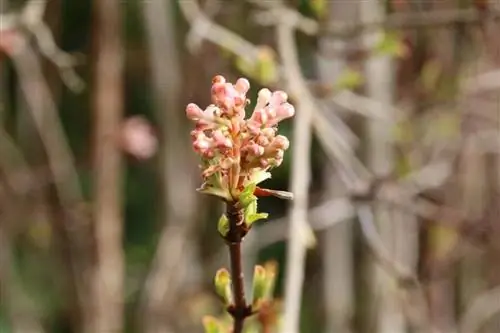 כדור שלג ריחני - Viburnum farreri