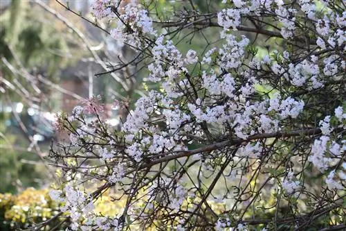 Aromatizēta sniega pika - stādīšana, kopšana un griešana