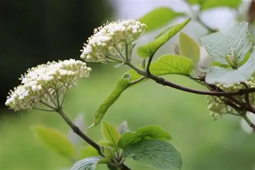 Yünlü kartopu - Viburnum lantana