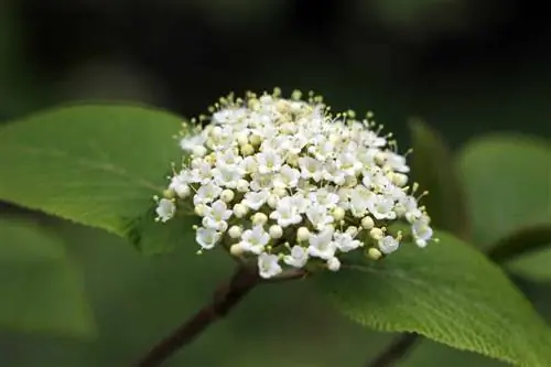 Viburnum ขนแกะ - Viburnum lantana