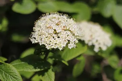 Gyapjas viburnum, Viburnum lantana – gondozás és vágás