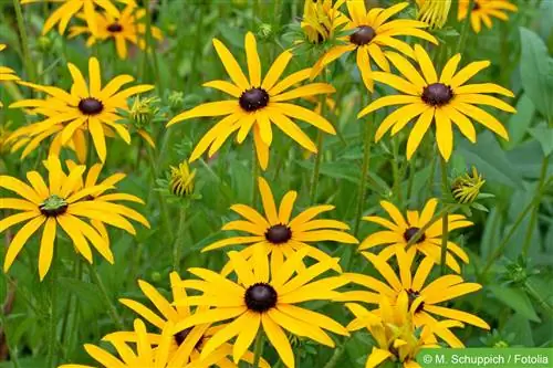 Gul strut, Rudbeckia fulgida - plantering och skötsel