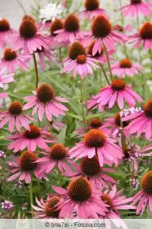 Coneflower