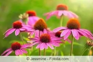 Coneflower สีม่วง Echinacea purpurea - การดูแล