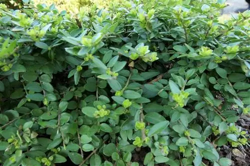 Hedge design with hedge spruce and hedge myrtle