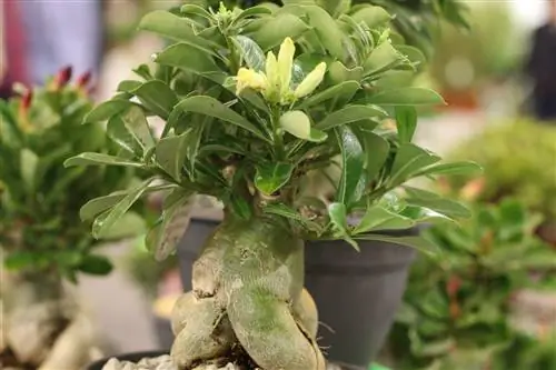 Чөл розасы, Adenium obesum - кам көрүү жана көбөйтүү