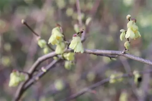 Hazel, Corylopsis pauciflora - профиль, кам көрүү жана кесүү