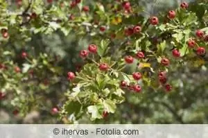 Espinho de maçã como árvore padrão - cuidado e corte