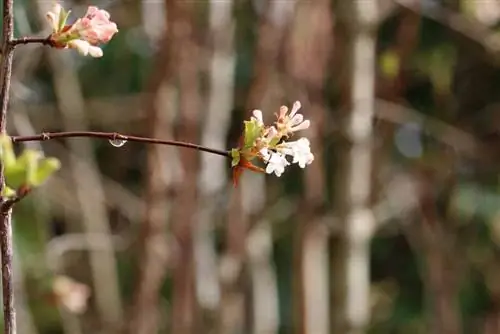 ጥሩ መዓዛ ያለው የበረዶ ኳስ - Viburnum farreri መዓዛዎች