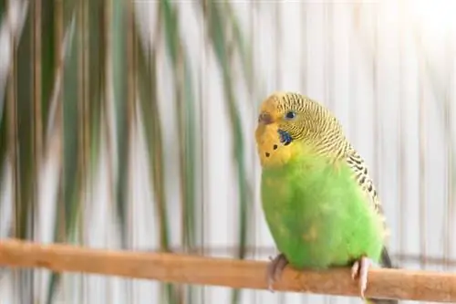 Budgie (Melopsittacus undulatus)