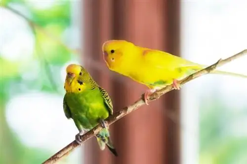 באדג'י (Melopsittacus undulatus)