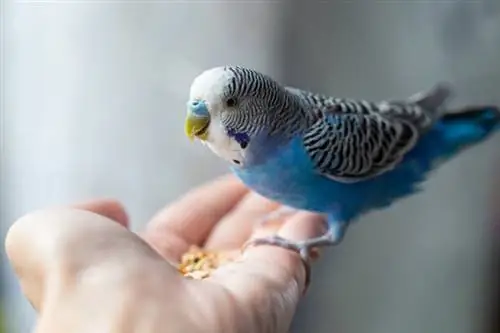 Волнистый попугайчик (Melopsittacus undulatus)