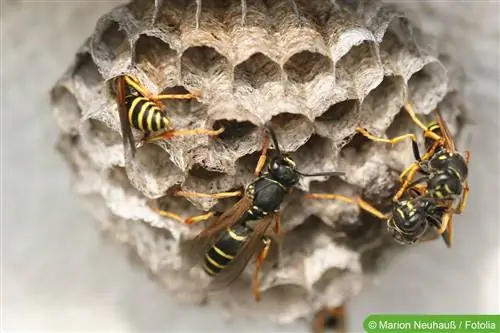 Wasp allergy: ano ang gagawin? - Mga Sintomas & Paggamot, desensitization