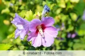 Hibiscus can be grown as a trunk or half-stem itself