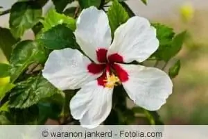 Hibiscus tree - caring for and cutting the hibiscus trunk