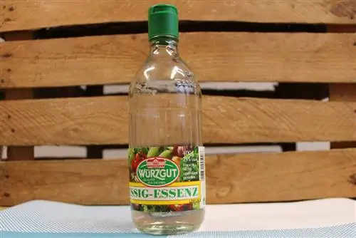 Getting rid of vinegar flies - the best remedies and home remedies