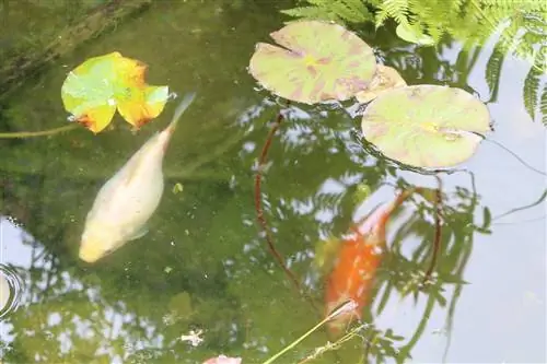 Maulap na tubig sa pond - linisin nang maayos ang pond