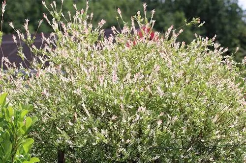 Salix intégra 'Hakuro Nishiki