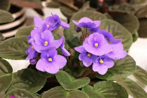 Violeta Africana - Saintpaulia