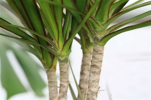 Cutting the dragon tree - shorten the trunk and leaves correctly