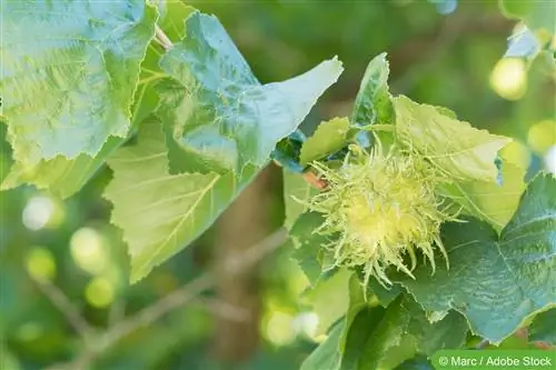 شجرة البندق، Corylus colurna - الملف الشخصي والرعاية والقطع