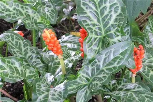 Arum tacat: consells per a la cura de la planta verinosa del jardí